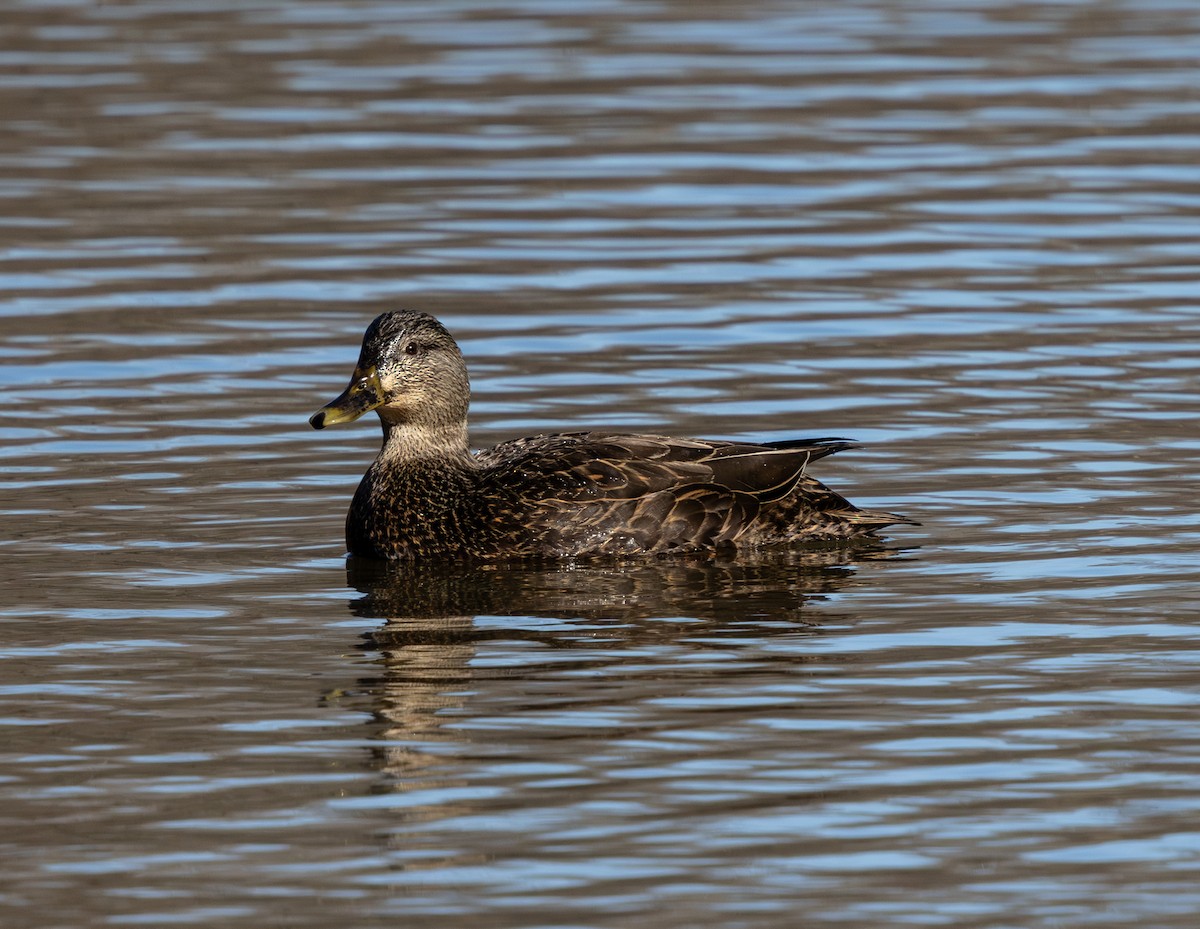 Американская кряква - ML648867611