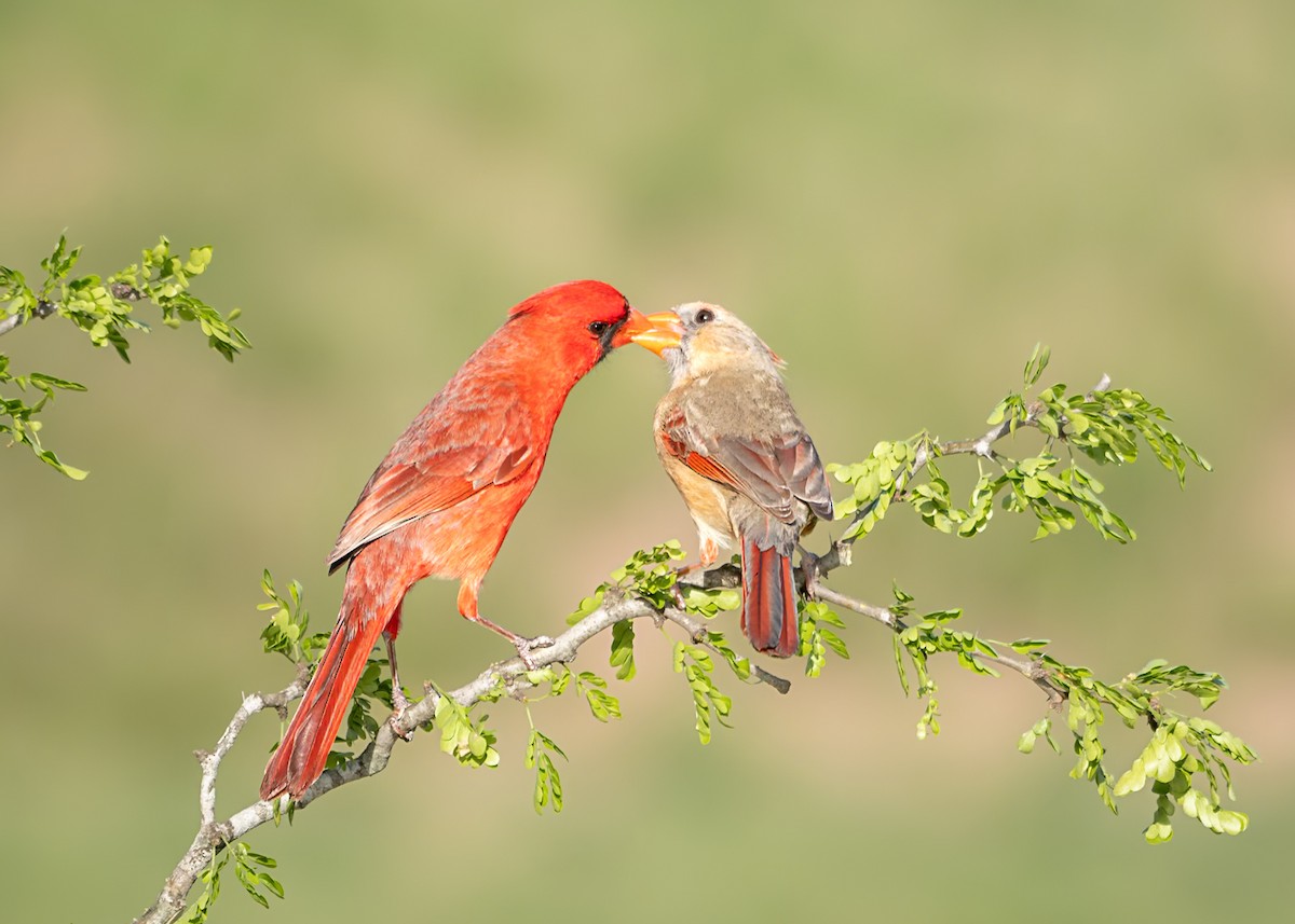 Красный кардинал - ML648867614