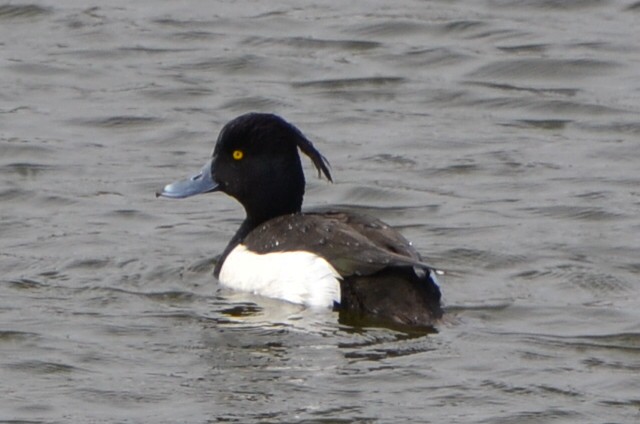 Fuligule morillon - ML648867651