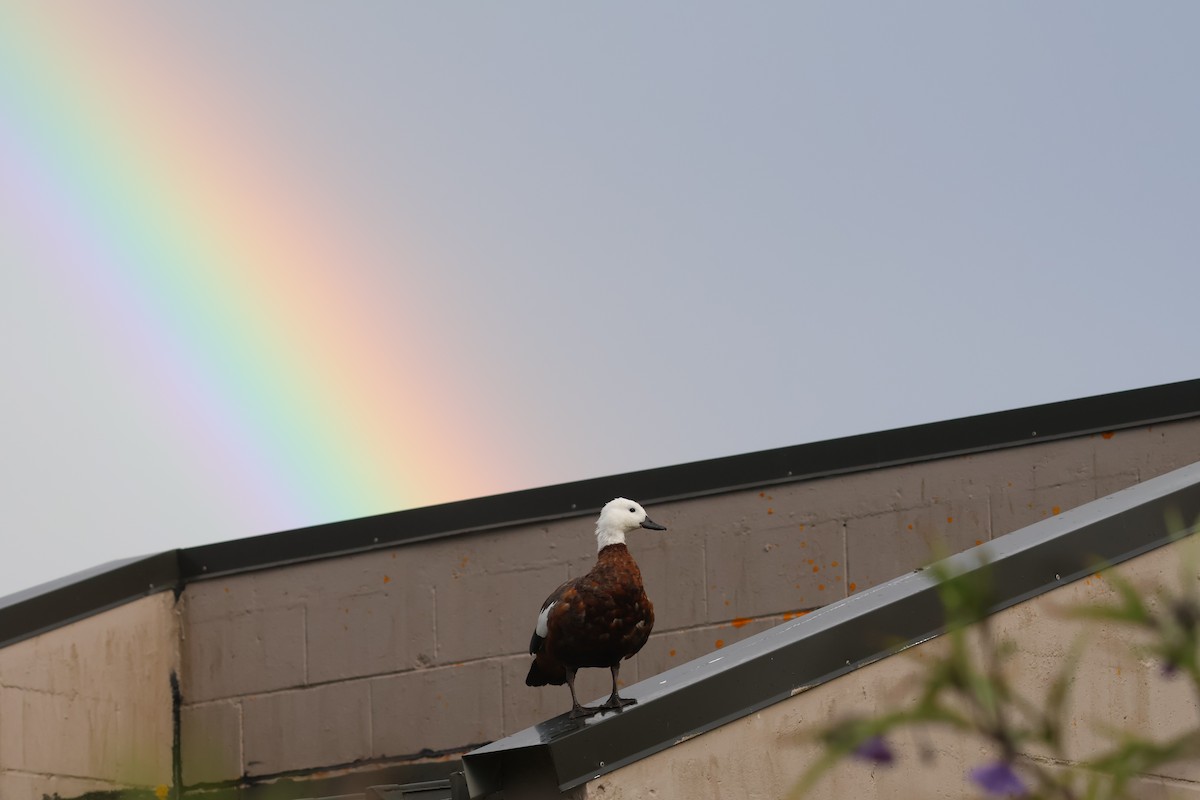 Paradise Shelduck - ML648867672