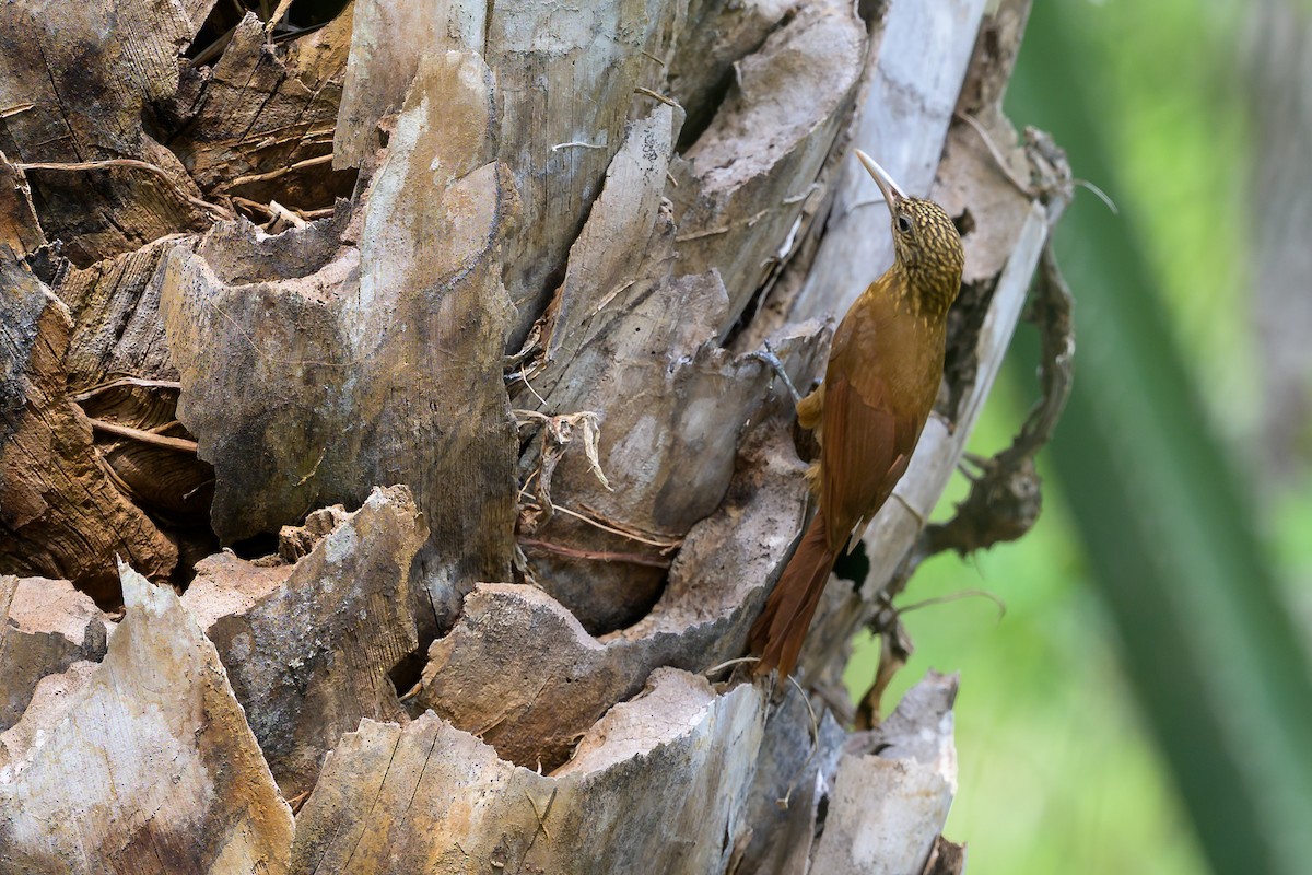 kremstrupetreløper - ML648867681