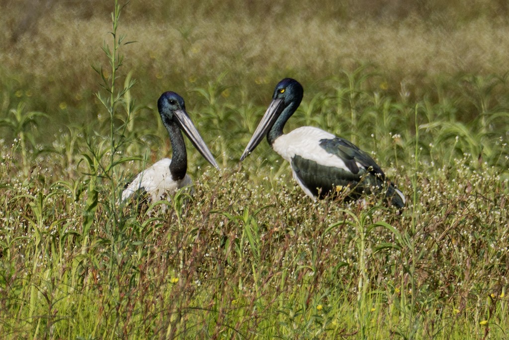 Riesenstorch - ML648868125