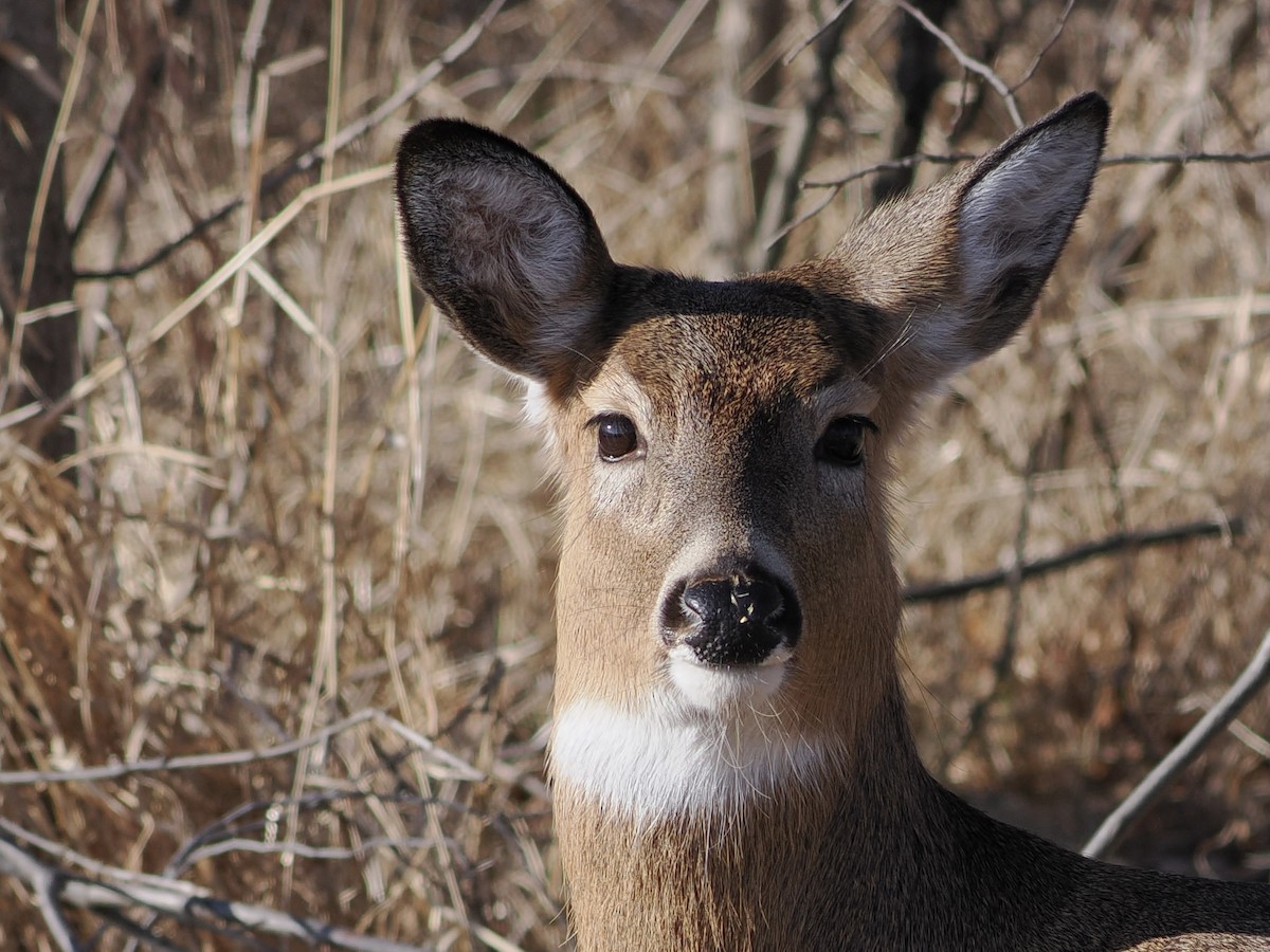 Mamíferos - ML648868340
