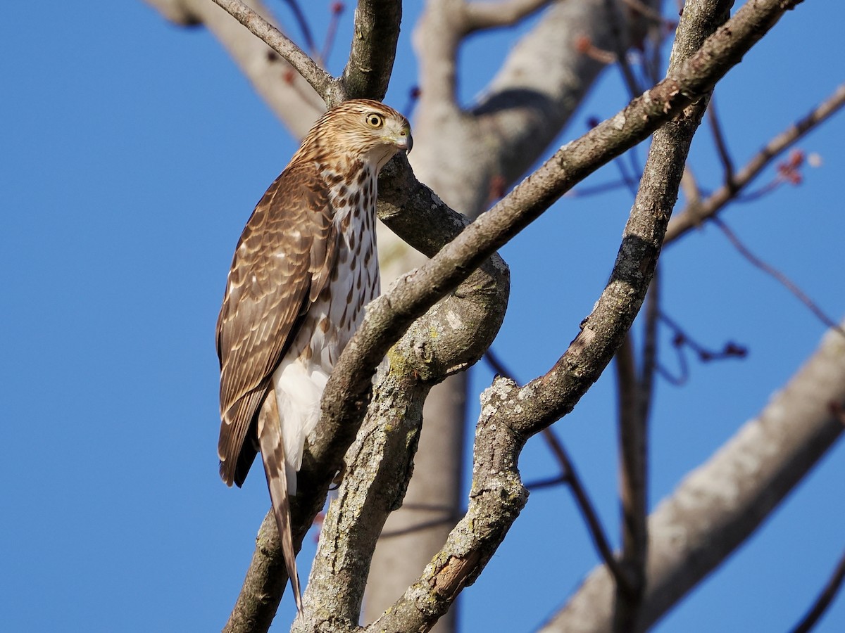 Gavilán de Cooper - ML648868393