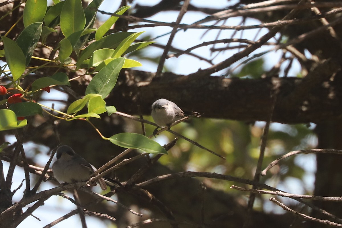 Masked Gnatcatcher - ML648868646
