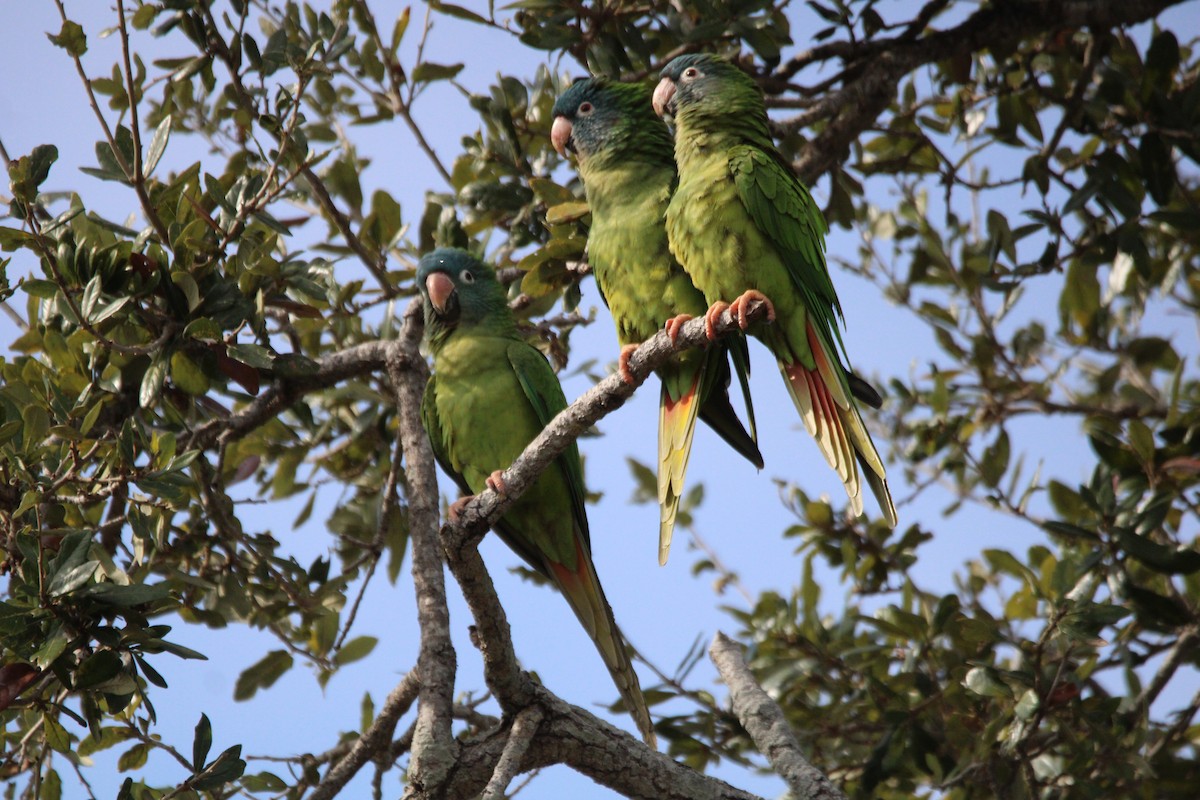 Conure à tête bleue - ML648868799