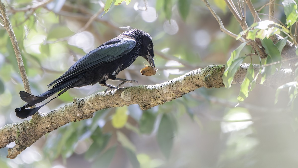 髮冠卷尾(hottentottus/brevirostris) - ML648868918