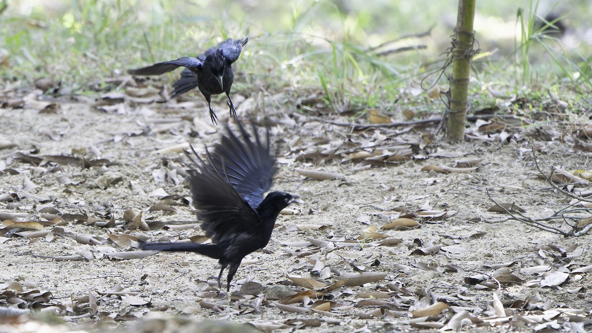 髮冠卷尾(hottentottus/brevirostris) - ML648868919