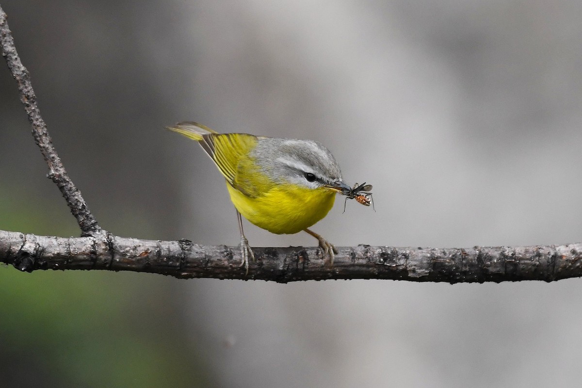 Gray-hooded Warbler - ML648868997