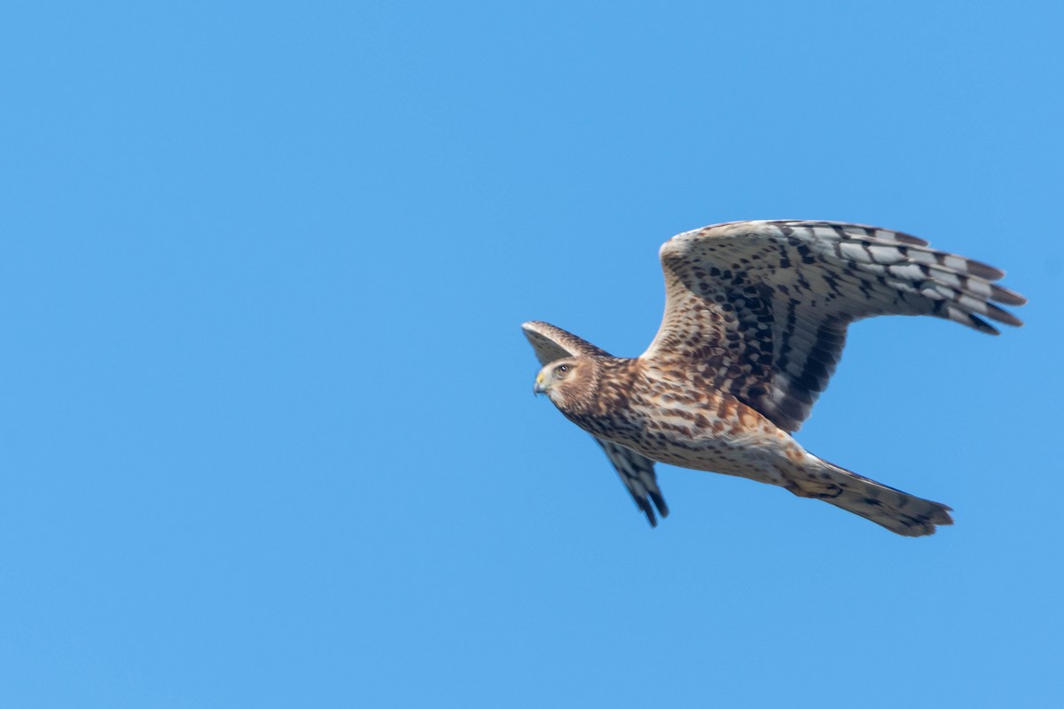 Amerika Delicesi - ML648869032