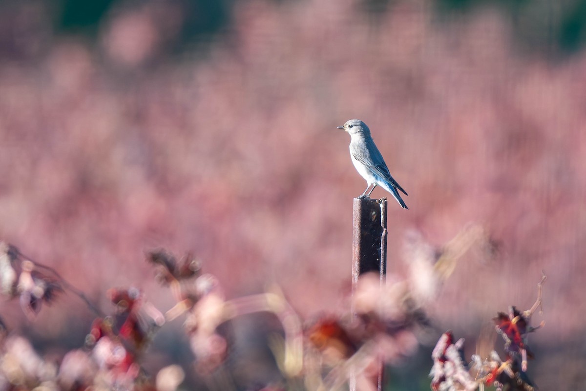 Dağ Mavi Ardıcı - ML648869047