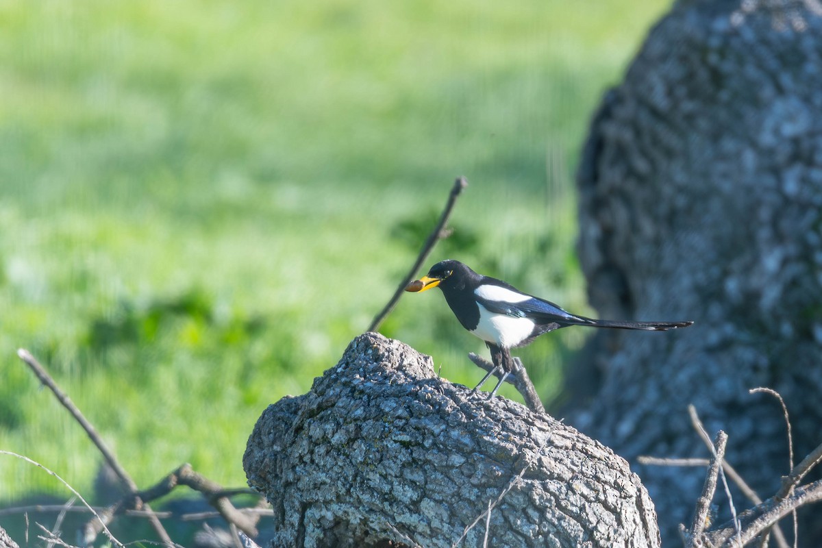 Sarı Gagalı Saksağan - ML648869079