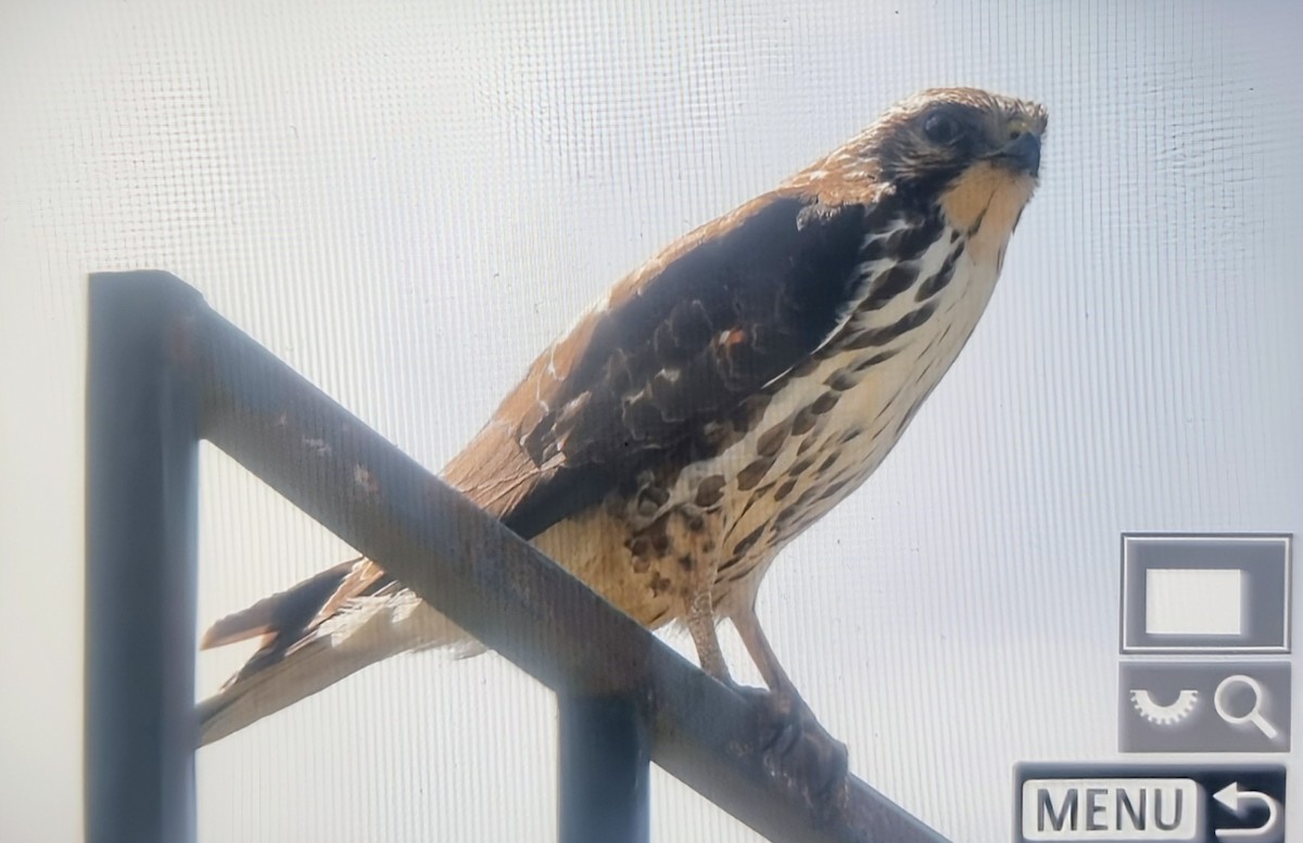 Busardo Aliancho - ML648869177