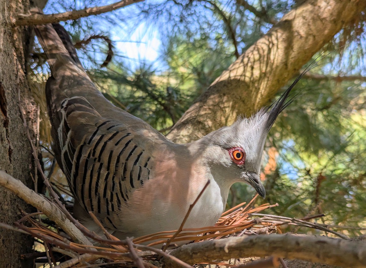 Crested Pigeon - ML648869208
