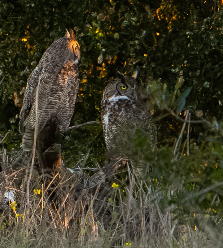 Amerika Puhusu - ML648869647