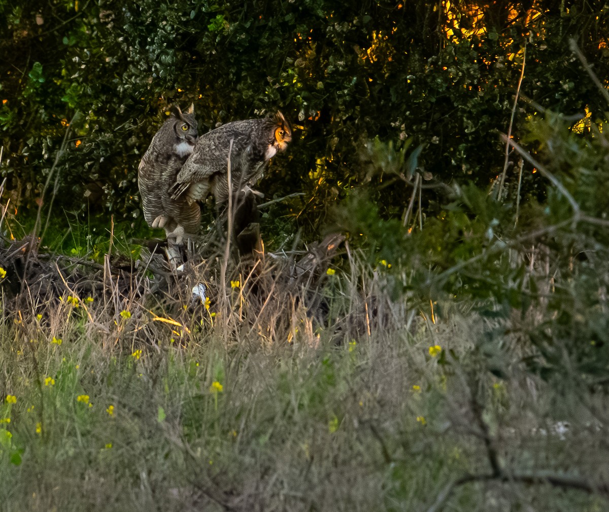 Amerika Puhusu - ML648869670