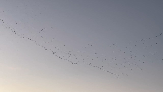 Gaviota/Gavión sp. - ML648869737