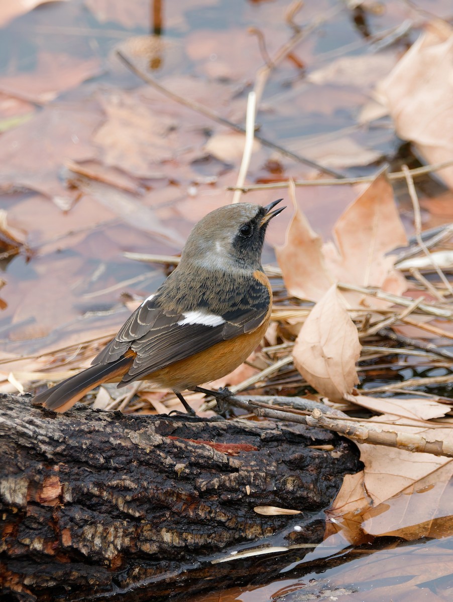 Buztangorri dauriarra - ML648869746