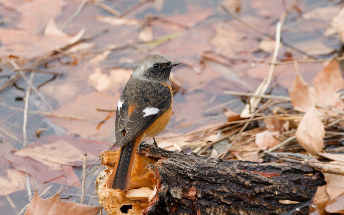 Buztangorri dauriarra - ML648869747