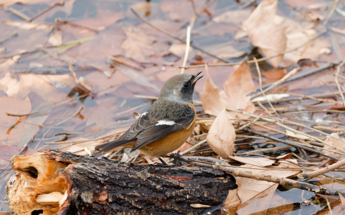 Buztangorri dauriarra - ML648869748