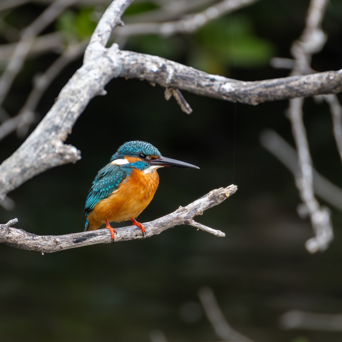 Martin arrantzalea - ML648869750