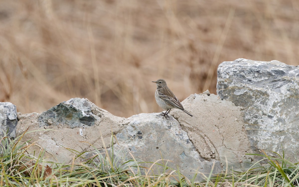 Mendi-txirta - ML648869751