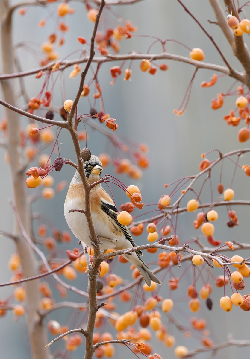 Negu-txonta - ML648869752