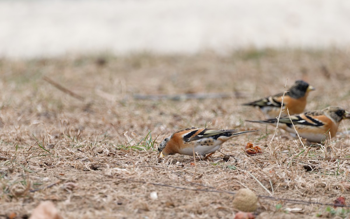 Negu-txonta - ML648869753