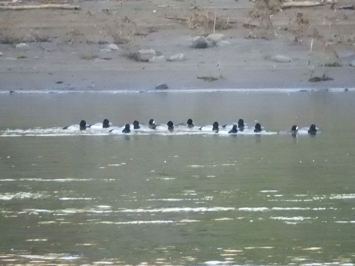 Murgilari txikia - ML648869754