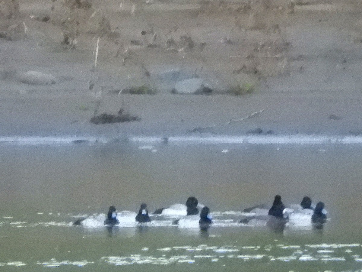 Murgilari txikia - ML648869755