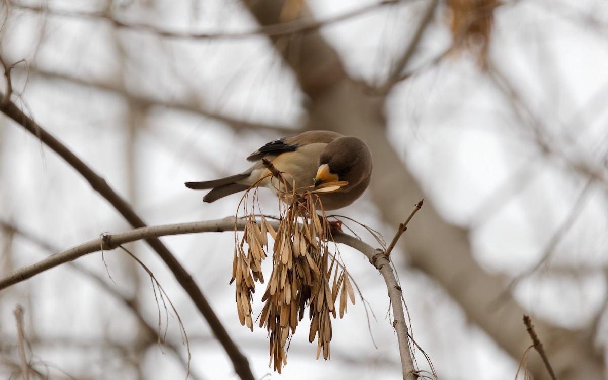 Yellow-billed Grosbeak - ML648869757