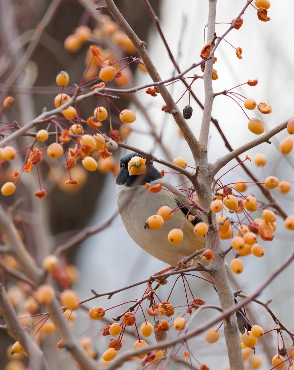 Yellow-billed Grosbeak - ML648869758