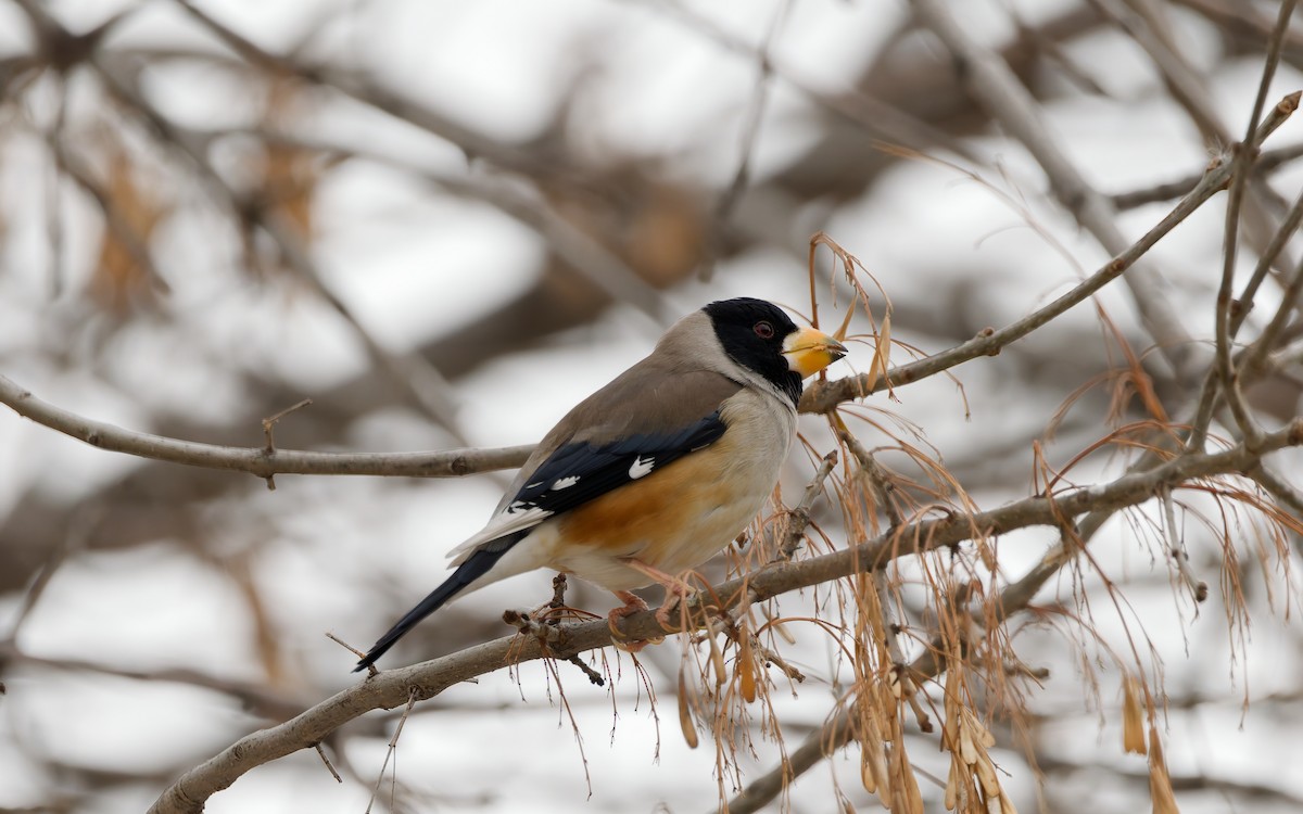 Yellow-billed Grosbeak - ML648869759
