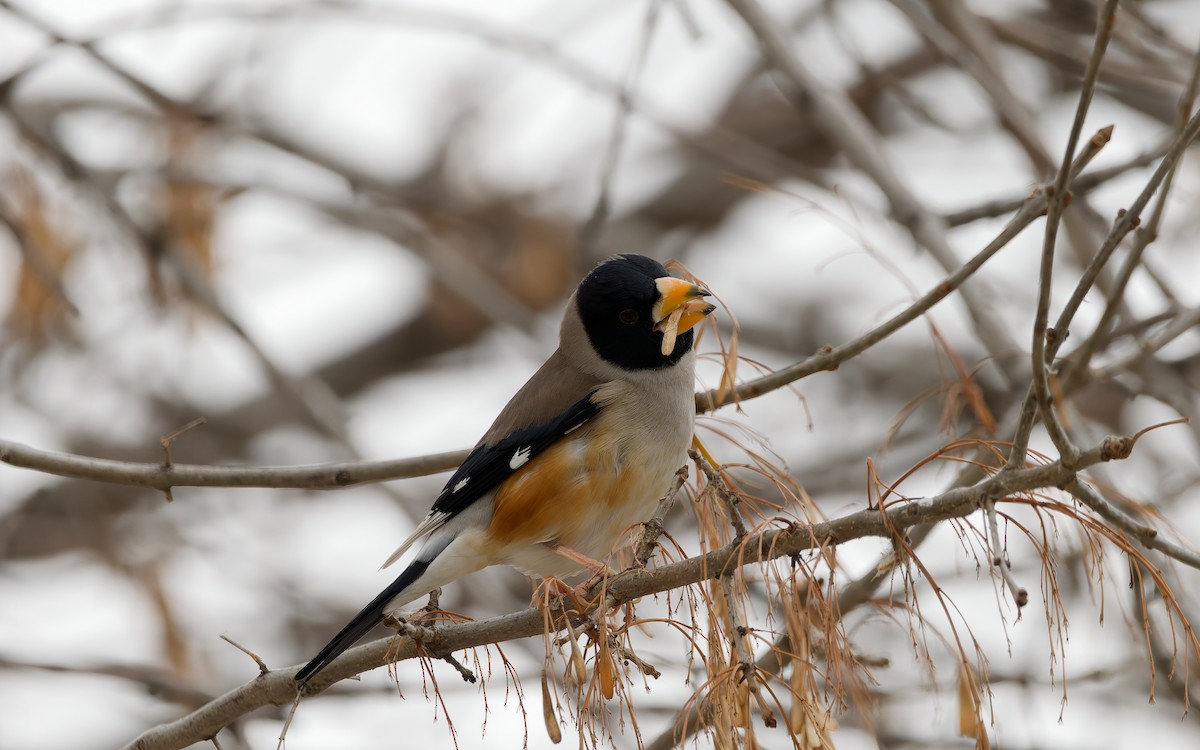 Yellow-billed Grosbeak - ML648869760