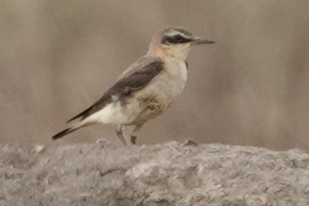 Buztanzuri arrunta - ML648869762