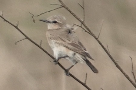 Buztanzuri arrunta - ML648869763