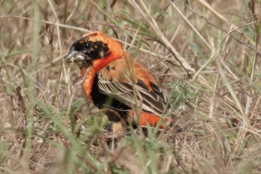 Hegoaldeko euplekte laranja - ML648869764