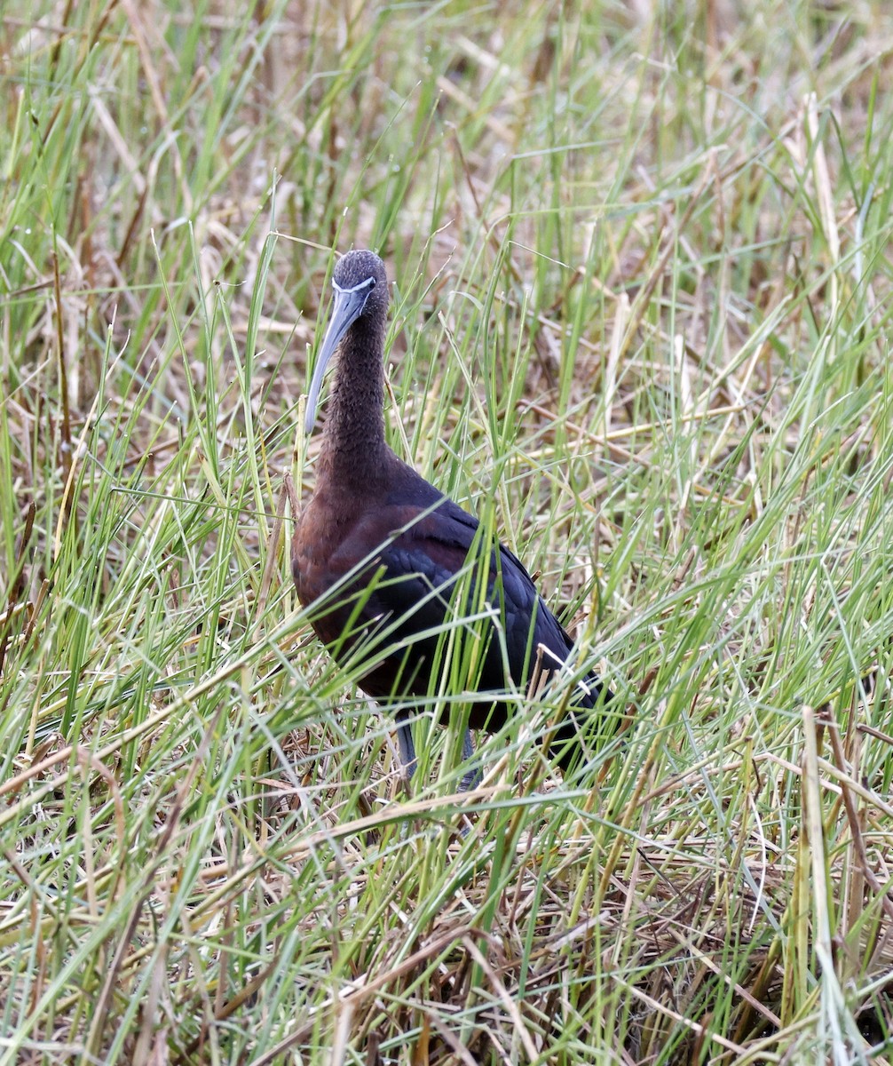 Beltzaran arrunta - ML648869765