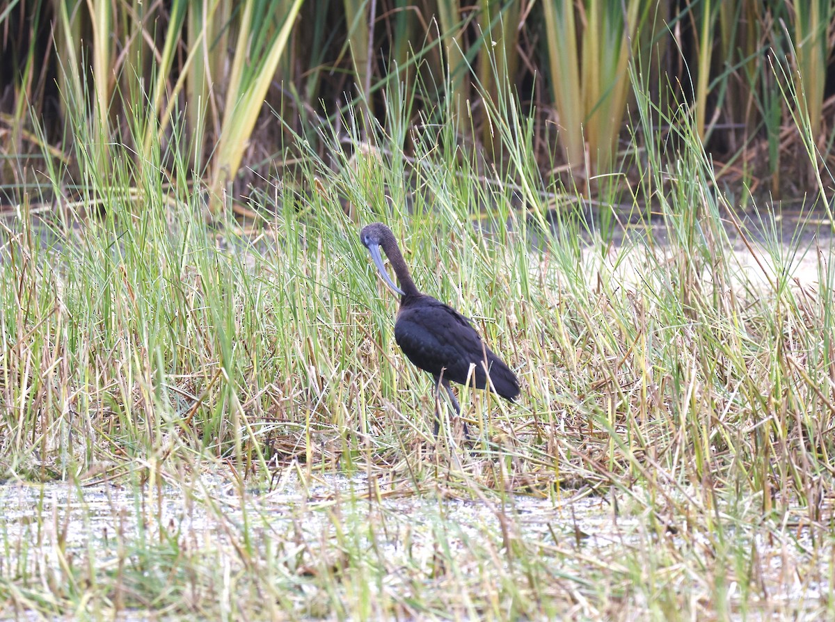 Beltzaran arrunta - ML648869766