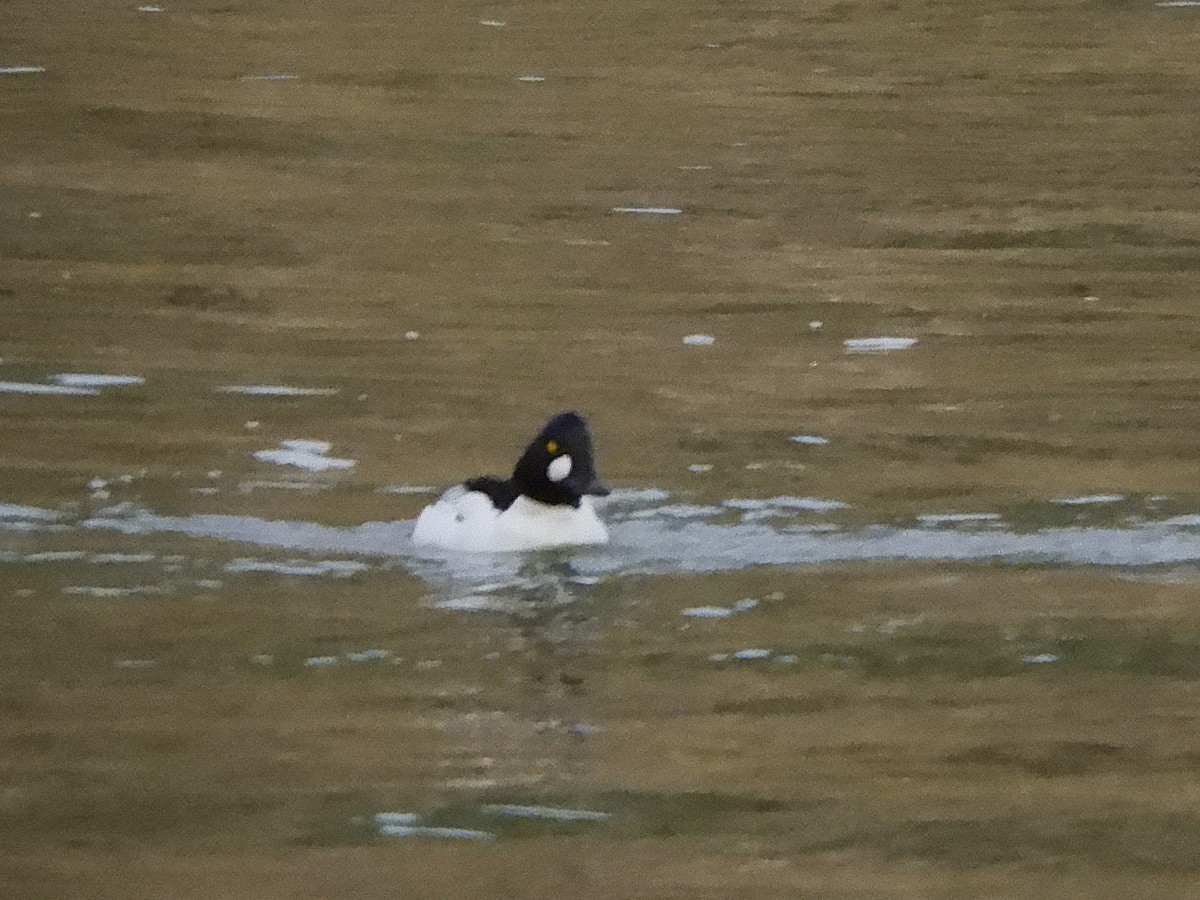 Murgilari urrebegia - ML648869768