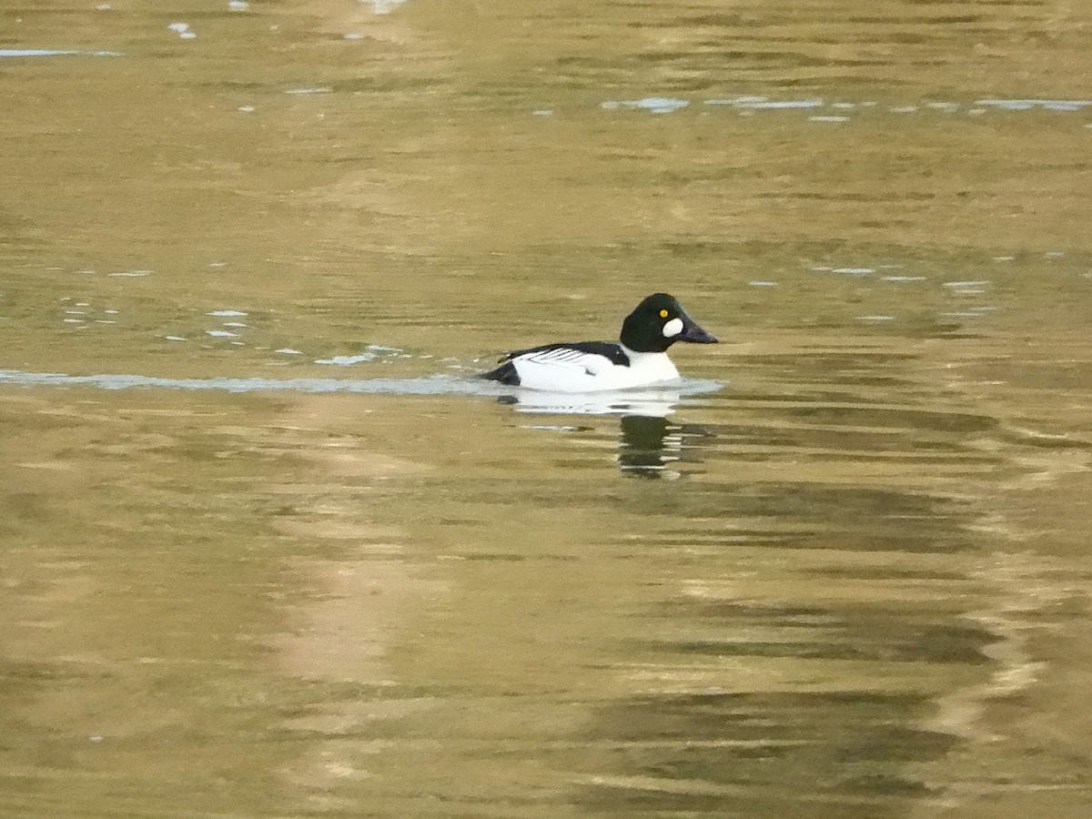 Murgilari urrebegia - ML648869769