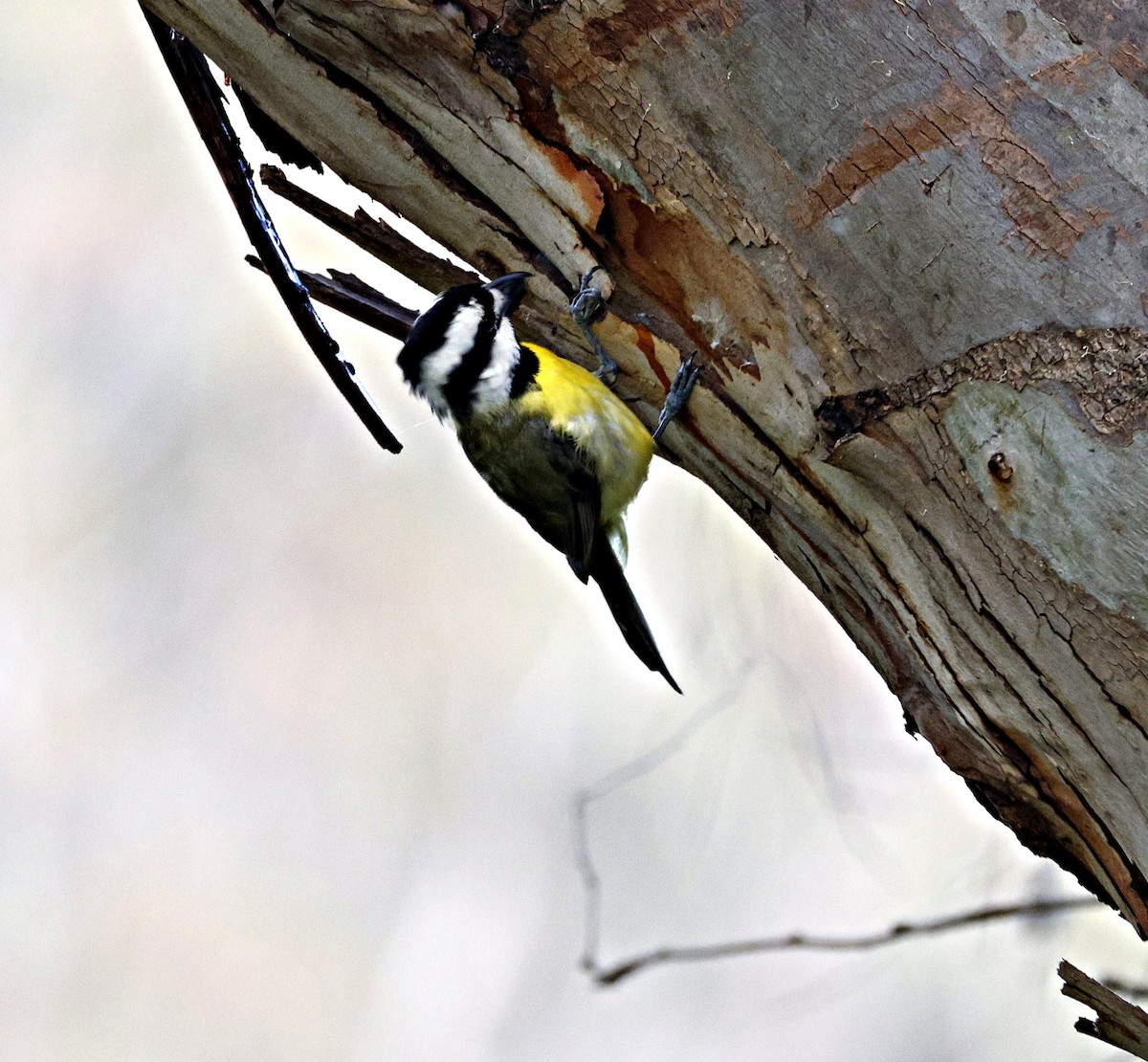 Eastern Shrike-tit - ML648869770