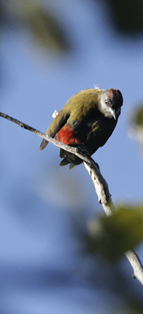 Olive Woodpecker (Southern) - ML648869771