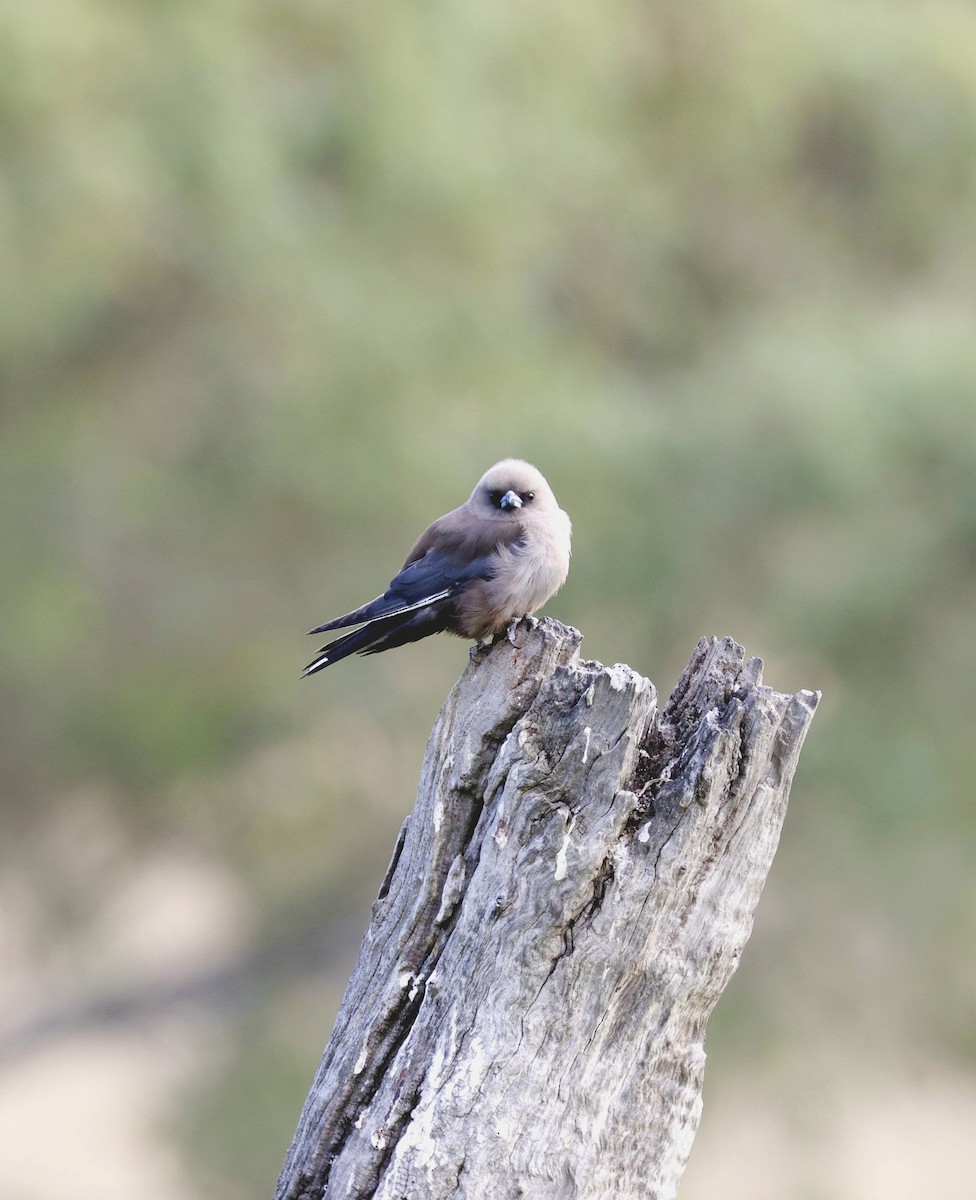 Dusky Woodswallow - ML648869772
