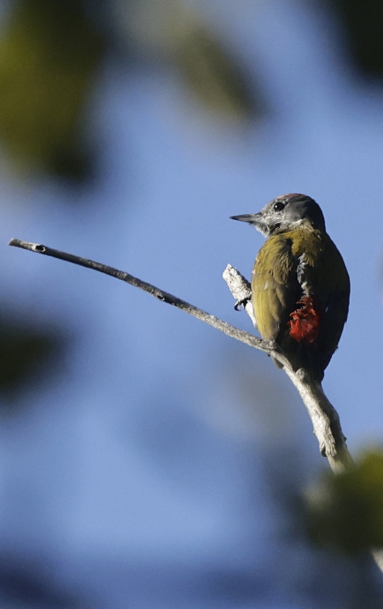 Olive Woodpecker (Southern) - ML648869773