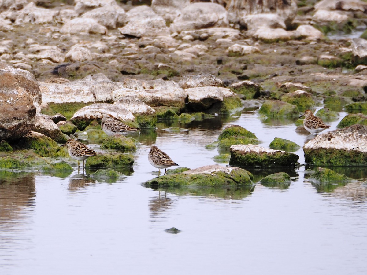 Txirri buztanzorrotza - ML648869774