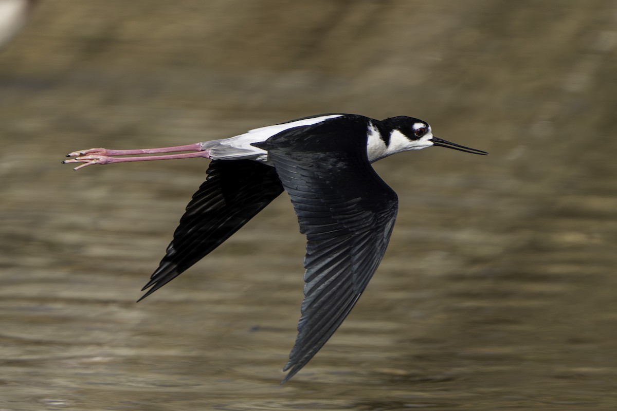 Zankaluze kaskabeltza - ML648869775