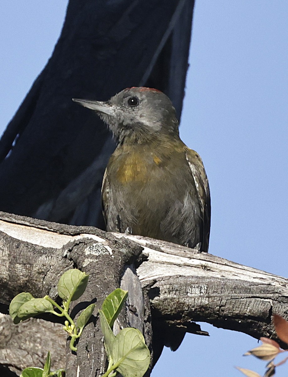 Olive Woodpecker (Southern) - ML648869777