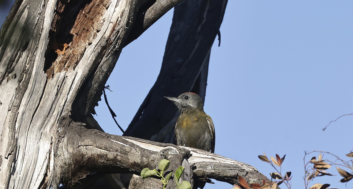 Olive Woodpecker (Southern) - ML648869778