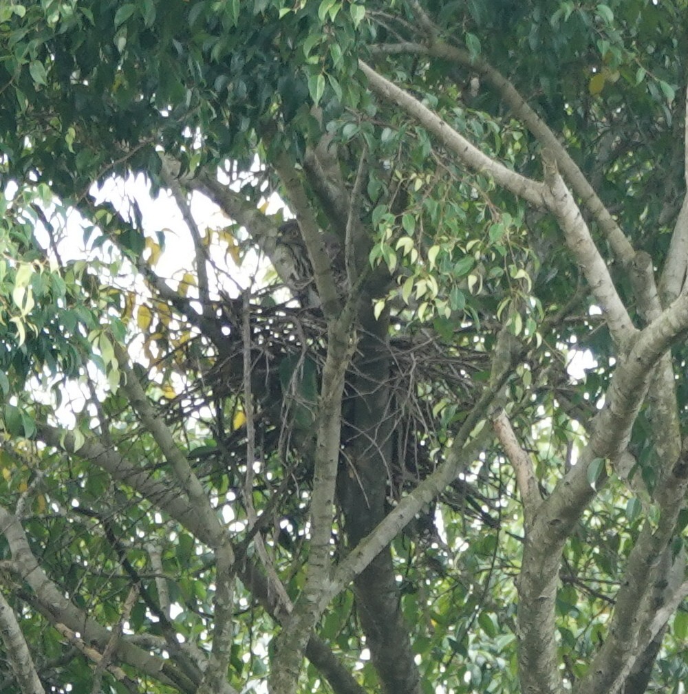 Tepeli Çakır - ML648870523